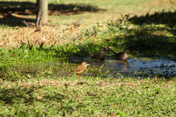 Bird bathing in a farm