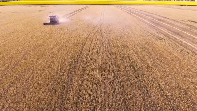Aerial view Combine Harvester gathers the wheat 4K. Beautiful natural aerial landscape. 