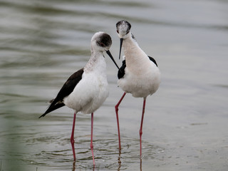 Black-winged stilt,