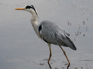 Grey heron