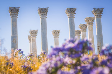 Naklejka premium Flores y columnas / Flowers and columns
