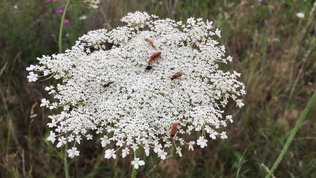 Wilde M&ouml;hre mit K&auml;fer