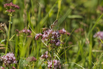 Weisenblume mit schmetterling und biene
