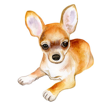 Watercolor closeup portrait of chihuahua dog isolated on white background. funny dog sitting. Hand drawn sweet home pet. Popular toy smallest dog. Greeting card design clip art illustration