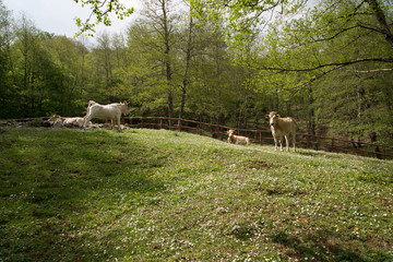 Mucche liberi, Parco Nazionale del Cilento e Vallo di Diano