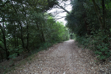 Hiking trail, forest road, Parco Naturale del Conero 