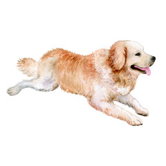 Dog Golden Retriever Isolated on a White Background. Watercolor. Illustration.