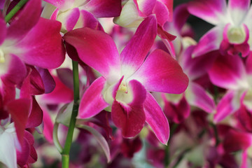 Orchid in tropical garden