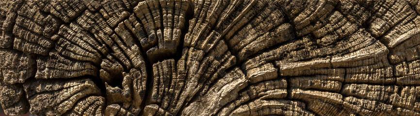 old cracked wood close-up texture