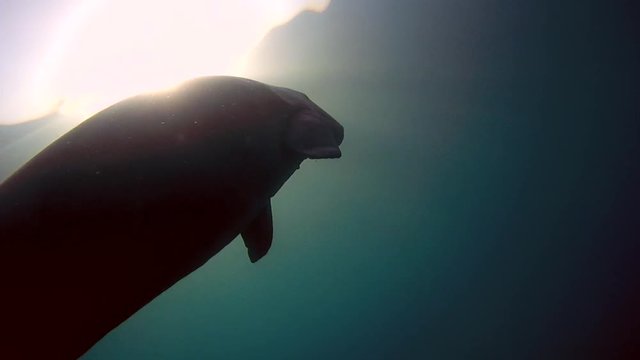 Sea cow slowly floats to the surface of the water and swim ner woman - Abu Dabab, Marsa Alam, Red Sea, Egypt, Africa
