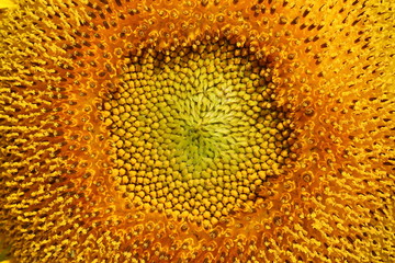 beautiful pollen sunflower flora