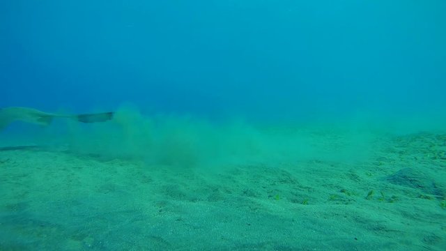 Cowtail stingray swim over sandy bottom - Abu Dabab, Marsa Alam, Red Sea, Egypt, Africa
