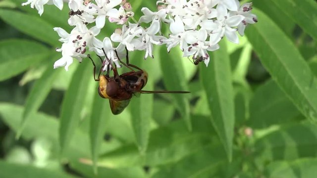 Volucelle se faisant mordre par des fourmis.