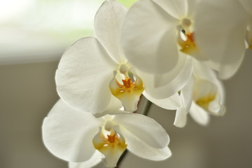 Fototapeta na wymiar Orchidée Blanche