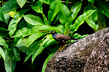 Seychellischer Vogel schwarz, gelb