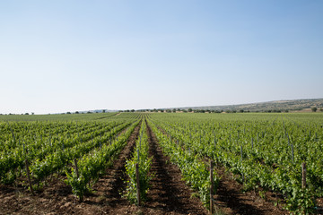 Fototapeta na wymiar Vineyard in Puglia, Italy