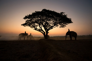 Silhouette tree and elephants in sunrise time at Surin province Thailand.