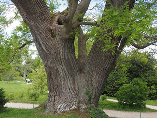 Sophora - Petit Trianon à Versailles