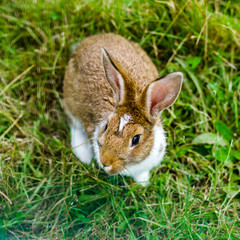 Little beautiful rabbit on green grass, farm mammals