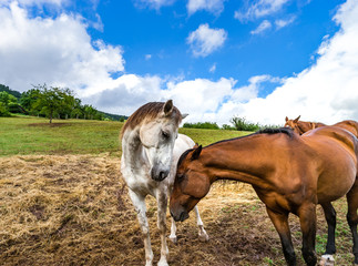 Fototapeta na wymiar Horse close-up portrait on pasturage, summer day