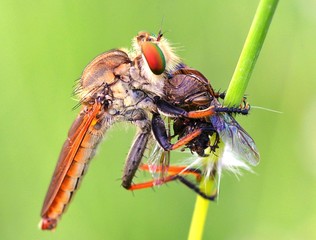 Motor GP Insect