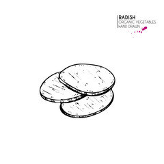 Vector hand drawn set of farm vegetables. Isolated slcied radish. Engraved art. Organic sketched vegetarian objects.