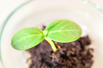 Young  green plant on petri dish in genetic laboratory