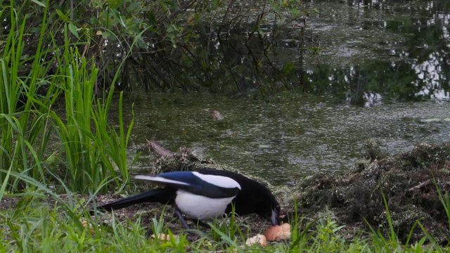 Magpie grabs a piece of bread and runs away