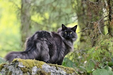 Norwegian forest cat in a forest