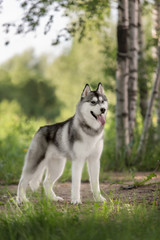 a husky look at me © brusnikaphoto