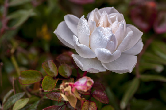 rose blanche