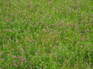 Wiese mit Roten Klee