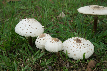 White mushroom in forest