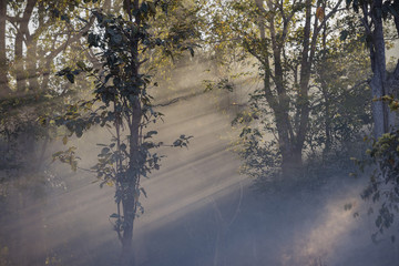 Obraz premium light forest