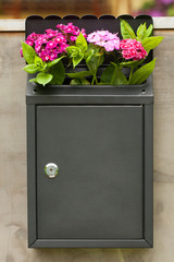 Fresh Colorful Flowers Dianthus Barbatus In Iron Mailbox On Gray Metal Door Of Gate Outdoor.