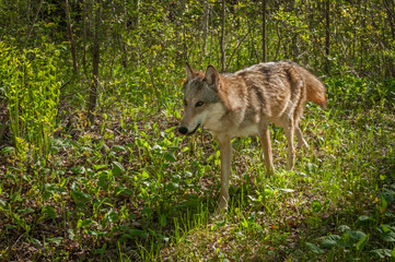 Grey Wolf (Canis lupus) Runs Through Brush