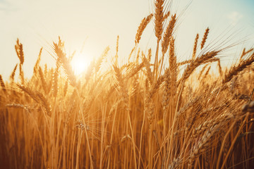 Gold Wheat Field. Beautiful Nature Sunset Landscape. Background of ripening ears of meadow wheat...