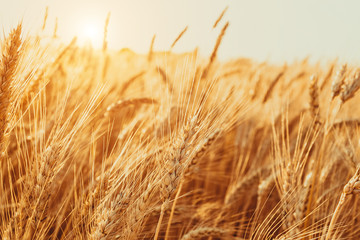 Gold Wheat Field. Beautiful Nature Sunset Landscape. Background of ripening ears of meadow wheat field.