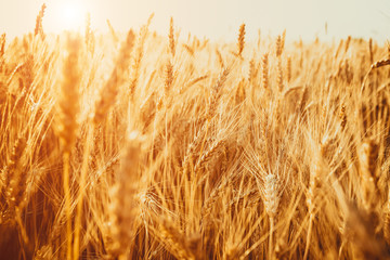 Gold Wheat Field. Beautiful Nature Sunset Landscape. Background of ripening ears of meadow wheat field.