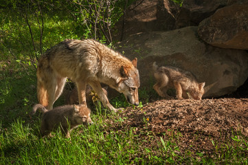 Naklejka na ściany i meble Grey Wolf (Canis lupus) and Pups Run Near Den