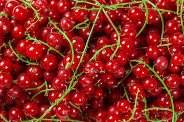 Beautiful ripe red currant bunches. Summer background useful and tasty berries