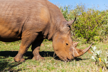 rhino grazing in savannah at africa