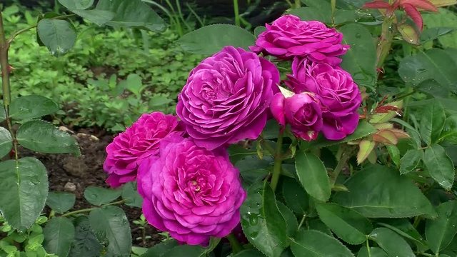 Volle lila Blüten der Rosen "Heidi Klum"