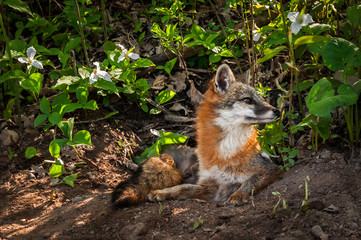 Grey Fox (Urocyon cinereoargenteus) Vixen Looks Right From Den