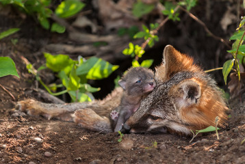 Grey Fox (Urocyon cinereoargenteus) Vixen and Kit Snuggle in Den