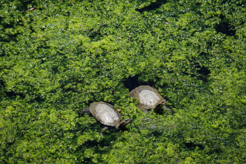 Gewässer mit Schildkröten, Natur, Sommer