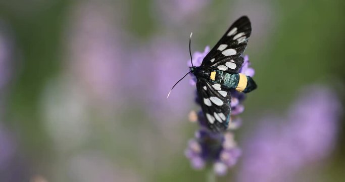Nine-spotted moth (Amata phegea) sitting on lavender bloom macro 4K in 50FPS