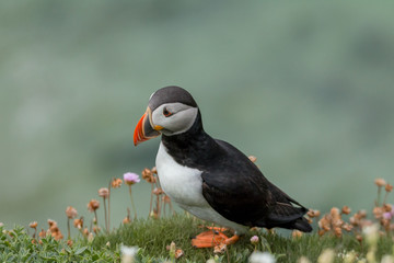 colorful birdseabird