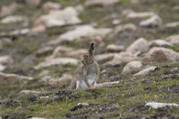 mountain hare