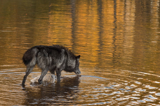 Grey Wolf (Canis lupus) Gets Drink From Water